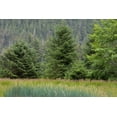 thumbnail image 2 of Jaynes Gallery 24x17 White Modern Wood Framed Museum Art Print Titled - Alaska-Tongass National Forest Meadow and forest landscape, 2 of 4