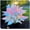 D, variant on Hostas Planting-(Non-Artificial)-Ornamental-Simple Planting -Home Decoration-Beautiful Gift Garden-Bloom Year After Year