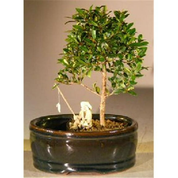 Flowering Brush Cherry Bonsai Tree with Land & Water Pot - Eugenia Myrtifolia - Small