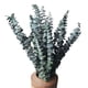 thumbnail image 1 of Paquete de 10 Eucaliptos Secos Naturales, Ramas de Eucalipto Frescas Conservadas para Arreglos Florales Bodas DecoracióN del Hogar, 1 of 5