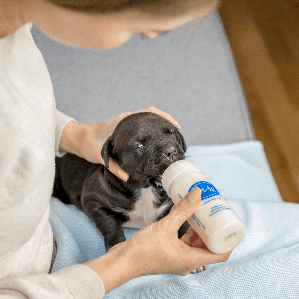 A Dog How To Get A Puppy To Drink Water Dog Water Bottle