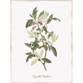 thumbnail image 2 of Botanical Poster Print by Kelly Donovan, 2 of 2