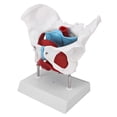 thumbnail image 3 of Pelvic Floor Anatomy Model Removable Colored Female Pelvis Model for Midwifery Teaching, 3 of 15