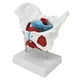 thumbnail image 3 of Modelo de pelvis femenina coloreada, modelo de anatomía del suelo pélvico modelo de anatomía del suelo pélvico modelo anatómico pélvico femenino valor inmejorable, 3 of 8