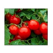 250 Cherry Tomato Seeds Large | NON-GMO | Fresh Heirloom Garden Seeds