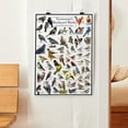 thumbnail image 4 of Tennessee's Backyard Birds Poster - Tennessee Bird Chart Highlighting Birds At Your Bird Feeder, 4 of 6