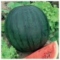 thumbnail image 3 of Everwilde Farms - 40 Sugar Baby Watermelon Seeds - Gold Vault Seed Packet, 3 of 5