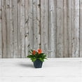 thumbnail image 6 of Root & Vessel Ella Square Planter, Black, 6", 6 of 6