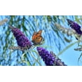 thumbnail image 3 of 50 Graines de Fleurs Parfumées Pourpre Foncé Papillon Buddleia Davidii Colibri Arbuste, 3 of 8