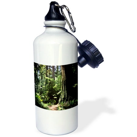 3dRose Redwood forest in Northern California - US05 DFR0200 - David R. Frazier, Sports Water Bottle, (Best Redwood Camping California)