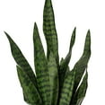 thumbnail image 2 of 25" Green Snake Plant in Cement Pot, 2 of 2