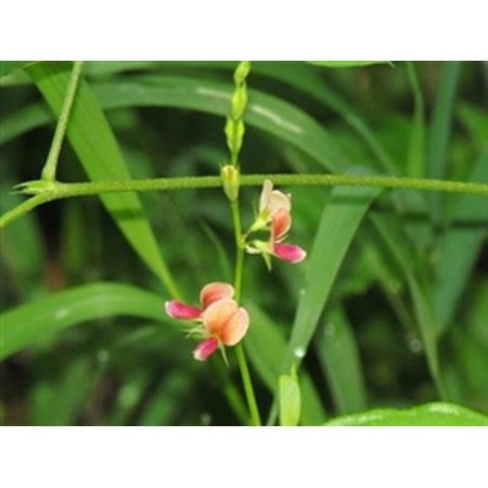 SeedRanch Alyce Clover Seed - 10 Lbs.