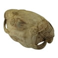 thumbnail image 3 of Zeckos Hand Carved Wood Twin Sea Turtles Scallop Edge Bowl Decor, 3 of 4