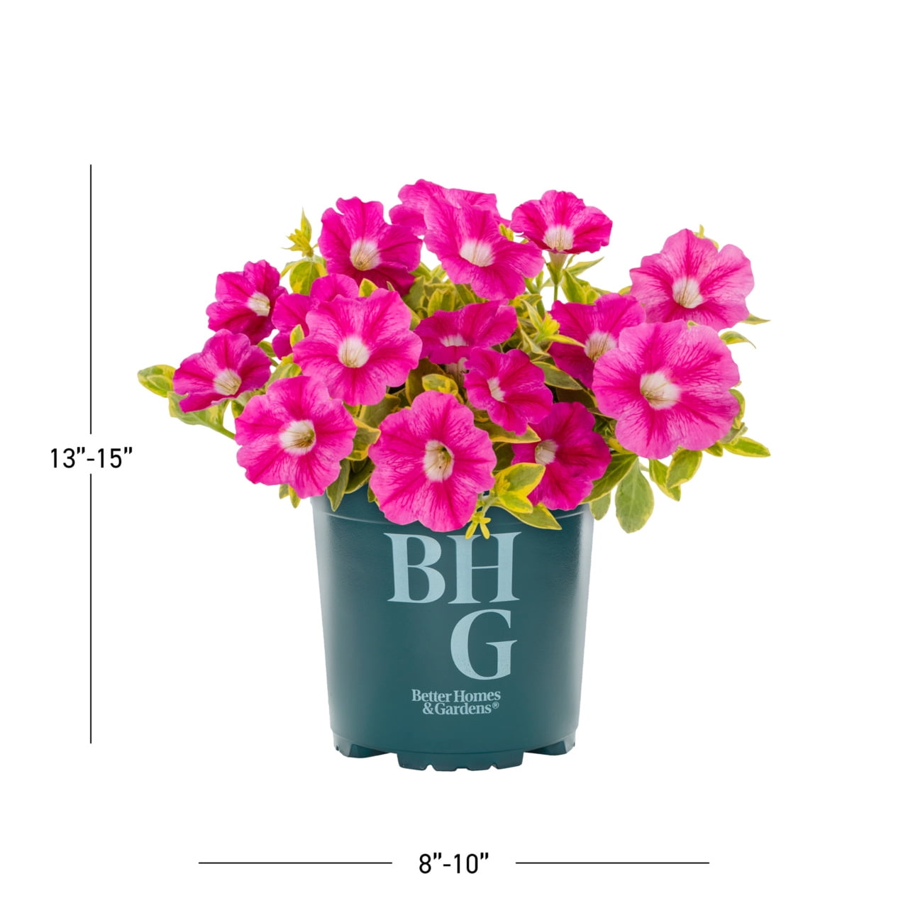 Better Homes & Gardens 2QT Pink Petunia Live Annual Plant Sun 3-Pack
