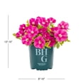 thumbnail image 4 of Better Homes & Gardens 2QT Pink Petunia Live Annual Plant Sun, 4 of 7