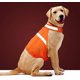 thumbnail image 2 of Chaleco reflectante para perros, chaqueta de seguridad de alta visibilidad con correas ajustables. Mantén a tu perro visible y a salvo de accidentes de tráfico y de la caza (1 unidad, naranja, L)., 2 of 5
