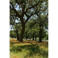 thumbnail image 3 of Highmith, Carol 17x24 Black Modern Framed Museum Art Print Titled - Shade trees and wildflowers on the LBJ Ranch, near Stonewall in the Texas Hill Country, 3 of 5