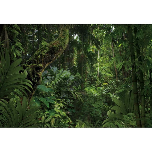 Dorcev Fondo De Fotografía De Bosque De La Selva De 6 X 4 Pies Para Acampar Al Aire Libre Fondo De Fiesta Temática Primavera Selva Misteriosa Selva Bosque Árbol Paisaje Natural Niños Adultos Boda Acce