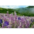 thumbnail image 2 of Jones, Adam 24x17 Black Ornate Wood Framed with Double Matting Museum Art Print Titled - Lupine flowers-Bald Hills Road-California, 2 of 4