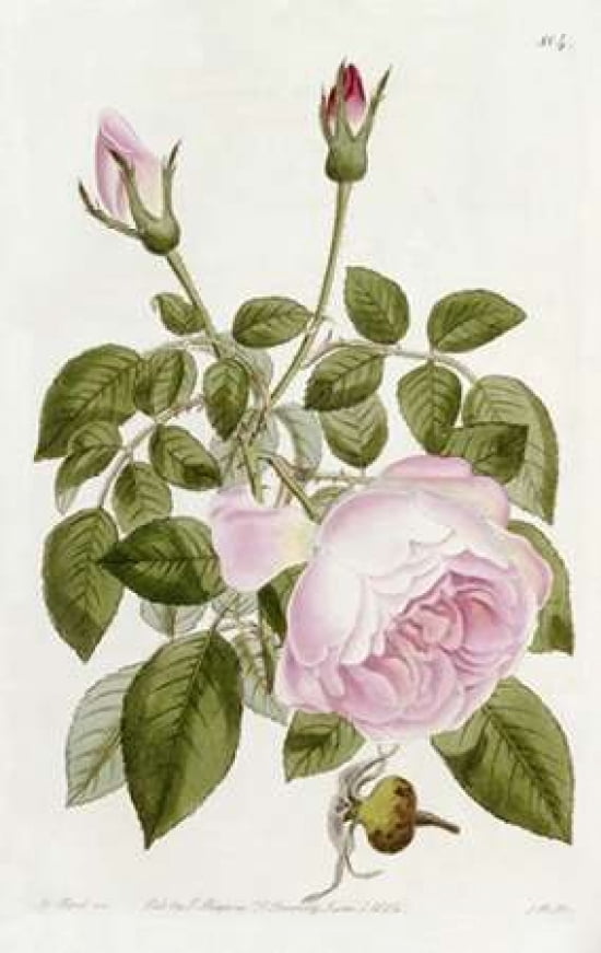 Illustration From T