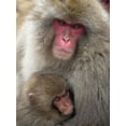 thumbnail image 2 of Goff, Ellen 19x24 White Modern Wood Framed Museum Art Print Titled - Japan-Nagano Portrait of a Japanese macaque cuddling her baby, 2 of 4