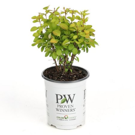 UPC 738793001903 product image for Proven Winners Sunjoy Gold Pillar Barberry Berberis Live Shrub | upcitemdb.com