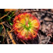 10 * Seeds * CARNIVOROUS SUNDEW Plant Drosera Flower Seeds