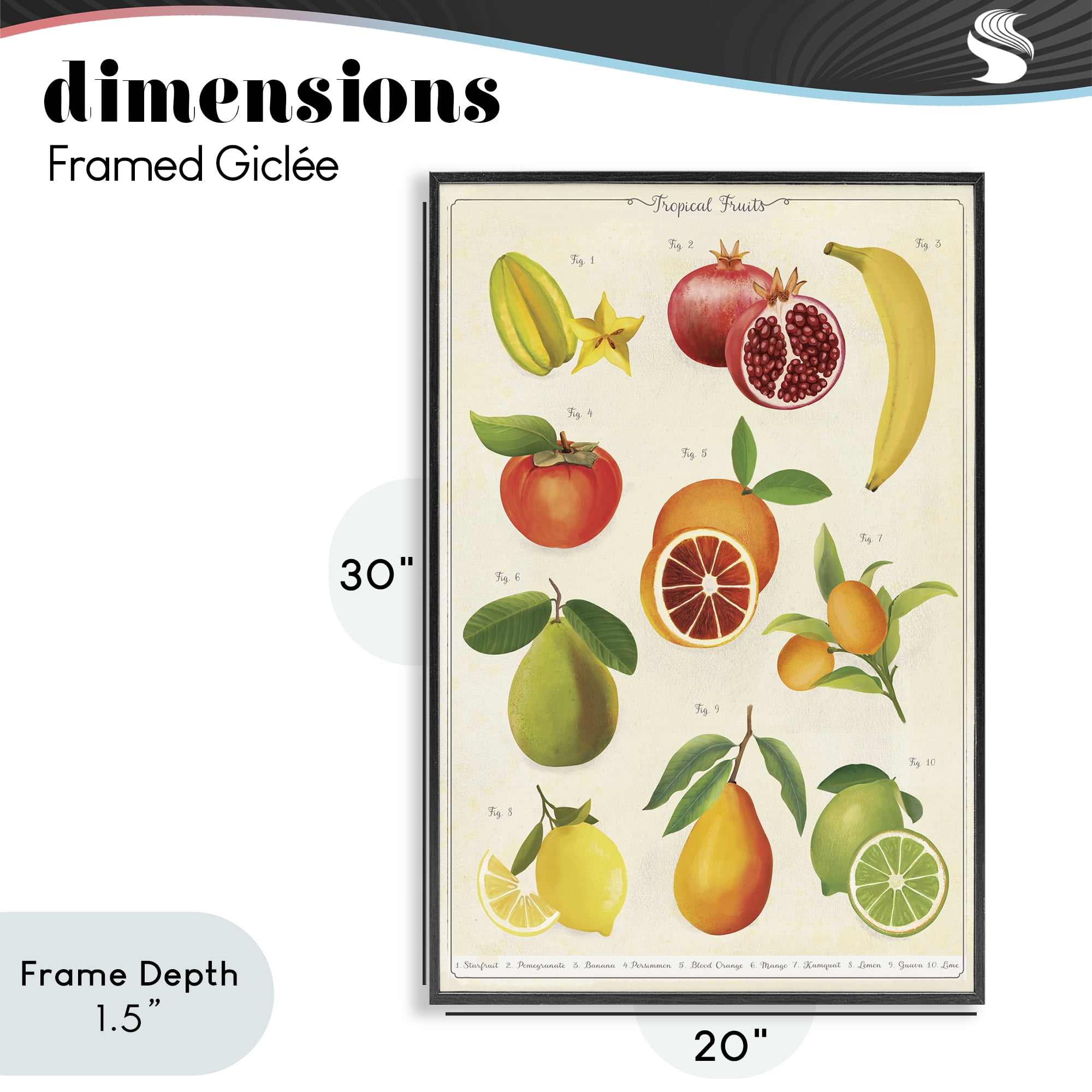 Stupell Industries Vintage Tropical Fruit Studies Black Framed Giclee Art, design by Diane Neukirch