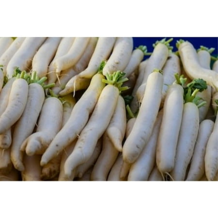 Sprouting Radish Seeds Radish Japanese Minowase Sprouting Microgreen Heirloom Vegetable By Seed Kingdom 500 seeds ()