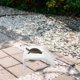 thumbnail image 2 of KAKOWELY Plataforma de descanso para tortugas, terraza de descanso de plástico para tortugas, rampa de escalada, hábitat para reptiles, accesorio para terrario, 2 of 5