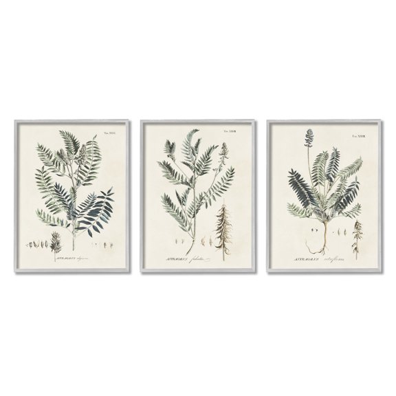 Stupell Industries Green Botanical Latin Study Vintage Herb Motif Diagram Framed Wall Art, 16 x 20, Design by Martini