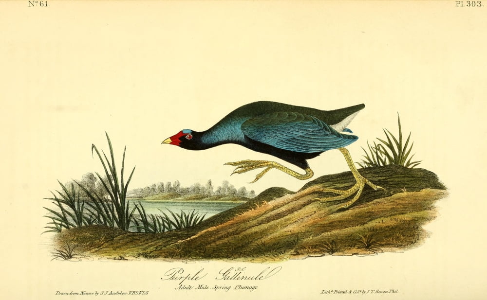 Birds Of America 18