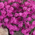 thumbnail image 4 of Dianthus Seeds - Cheddar Pink Ground Cover Seed - 2000 Seeds, 4 of 5