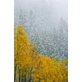 thumbnail image 2 of Grandmaison, Mike 13x18 Black Ornate Wood Framed with Double Matting Museum Art Print Titled - Canada, Banff NP Snow in mountain forest, 2 of 4