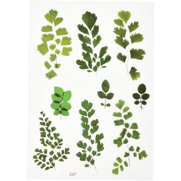 10 hojas de pegatinas de plantas en miniatura de hoja de arce verde de 15 x 10,5 x 0,01 cm