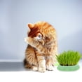 thumbnail image 4 of unbranded Caja Hidropónica Para Plantar Con De Verde, 4 of 7