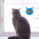 thumbnail image 5 of Juguete de bolas de hierba gatera de plástico para gatos Suministros para mascotas con forma de cabeza de perro reemplazable (azul) Ndcxsfigh  Para estrenar, 5 of 7