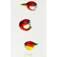 thumbnail image 2 of Gould, John 13x18 Black Modern Framed Museum Art Print Titled - Fiery Parrakeet-Eastern rosella and Western rosella, 2 of 4