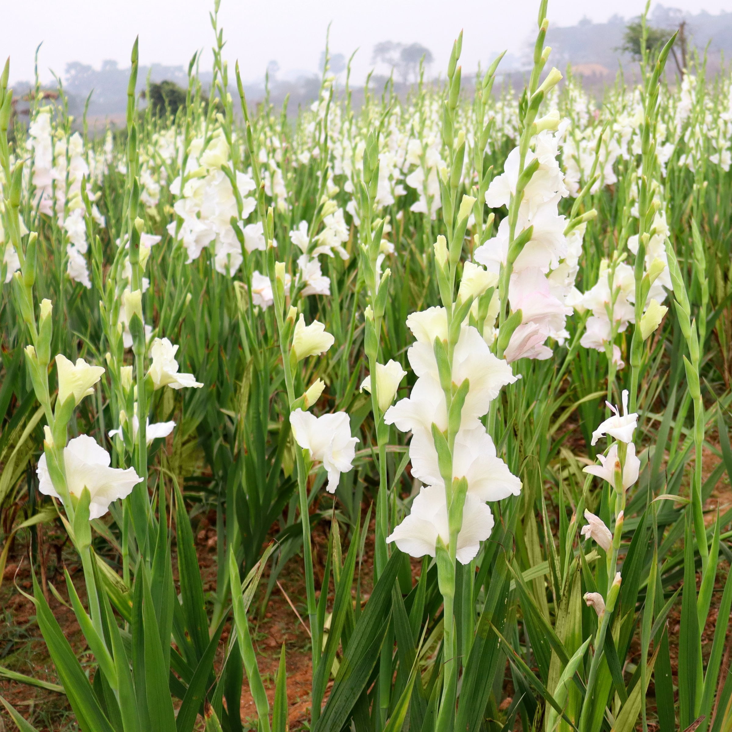 National Plant Network Gladioli White Prosperity Bulbs (20-Pack)