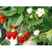 Alpine Everbearing Alexandria Strawberry - 4 Plants 2.5" Pots - Fragaria