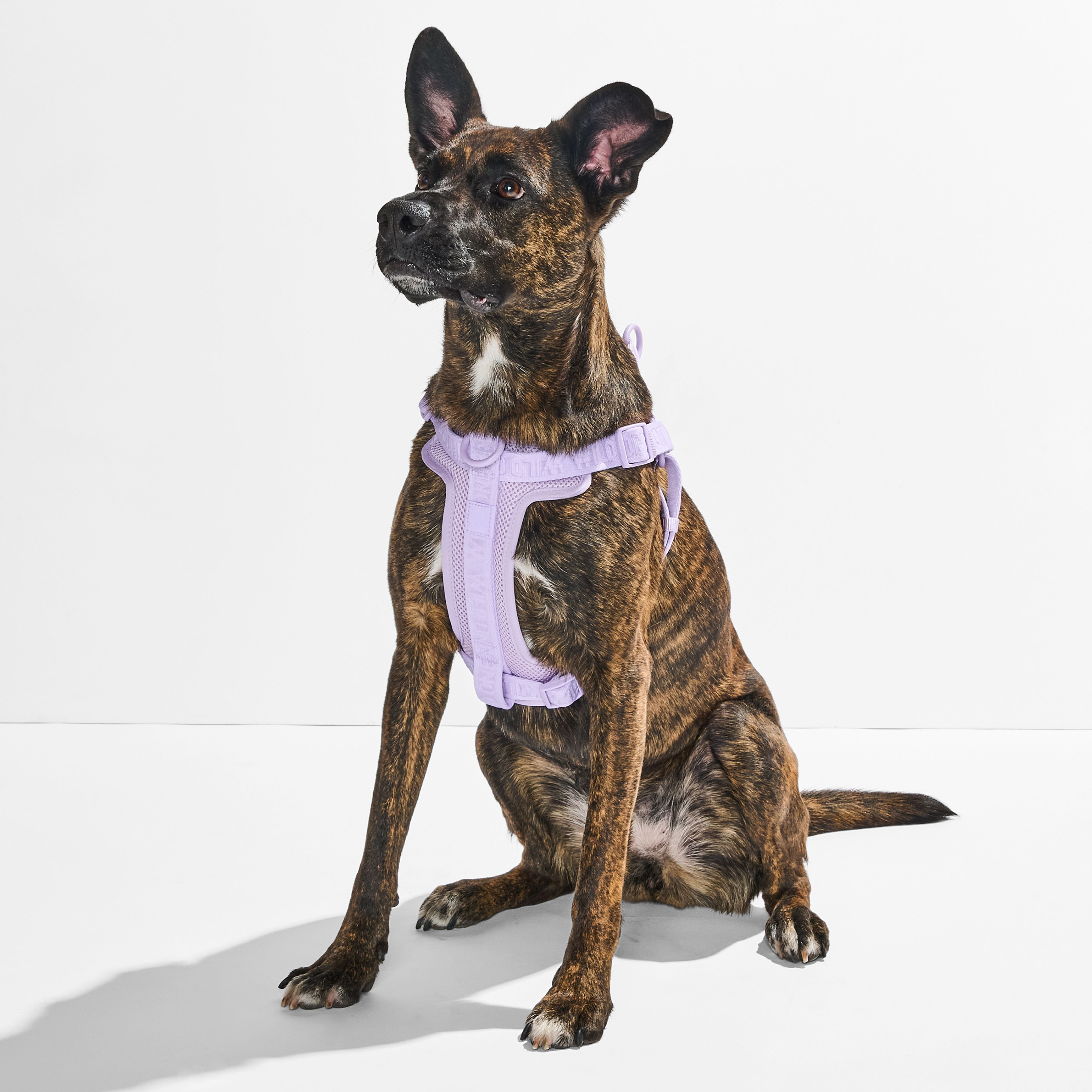 Wild One Adjustable Cushioned Step-In Dog Harness, Lilac, Large