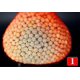 thumbnail image 3 of 100pcs Reusable Produce Fruits Mesh Bag, 3 of 3