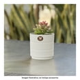 thumbnail image 4 of Set 5 Macetas Amalfi Redondas D15.3cm Con Rejilla Interna (Blanco cantera), 4 of 4