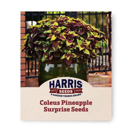 Harris Seeds - Coleus Pineapple Surprise Seeds - 100 Seeds