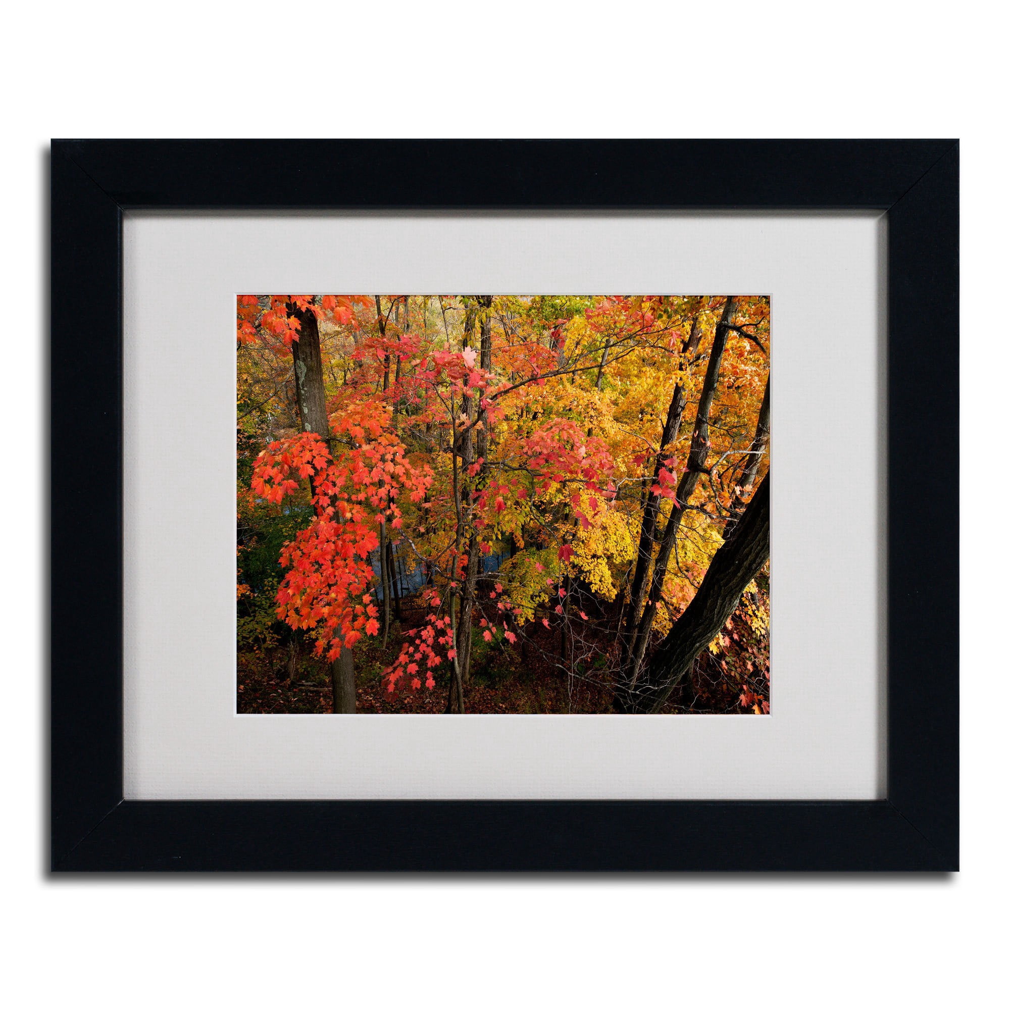 Trademark Fine Art "Brilliant Autumn Forest" Canvas Art by Kurt Shaffer, Wood Frame