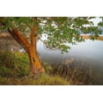 thumbnail image 2 of Jaynes Gallery 32x23 White Modern Wood Framed Museum Art Print Titled - Washington State-Holly Madrone tree next to Hood Canal, 2 of 4