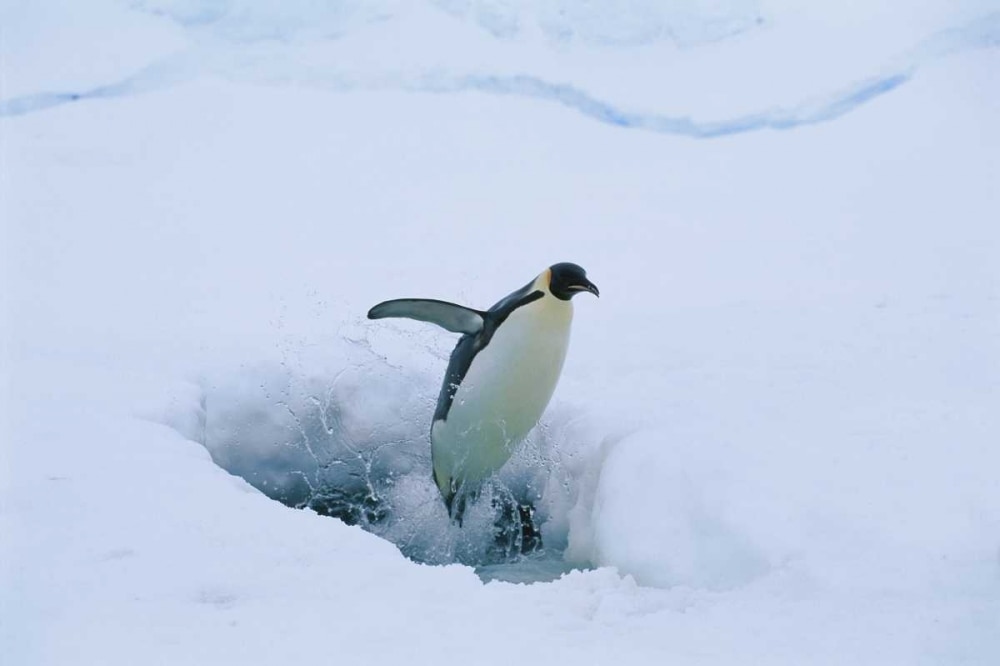 Emperor Penguin leaping from seal breathing hole in ice, Antarctica