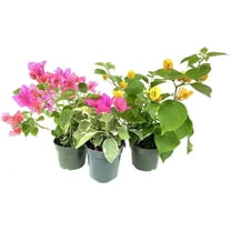 Bougainvillea Multi Pack - 3 Live Plants in 4 Inch Pots - Colors Chosen Based Health, Beauty and Availability - Beautiful Flowering Shrub for The Patio Or Garden