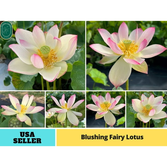 5 Rare Seeds| Blushing Fairy Lotus Seeds - Indian Lotus (Nelumbo nucifera) Seeds - Flower Seeds - B3G1 #Q015