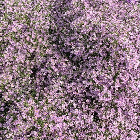 Direct Gardening Lavender-Pink American Aster Symphyotricum Kit Dormant Bare Root Fall Flowering Starter Plant